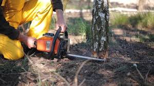 Best Tree Removal Services  in Remsenburg Speonk, NY